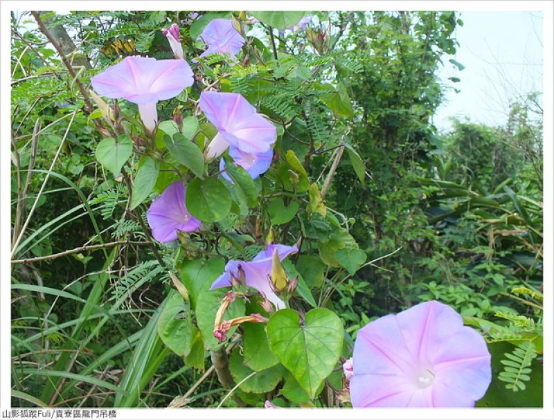 龍門吊橋 (14).JPG - 龍門吊橋百合花