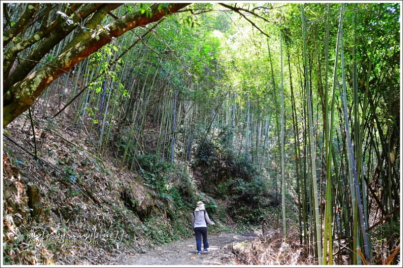 八通關越嶺道(東埔-雲龍段)12.JPG