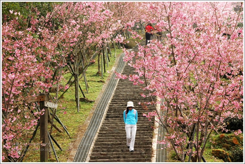 鹿谷櫻花步道