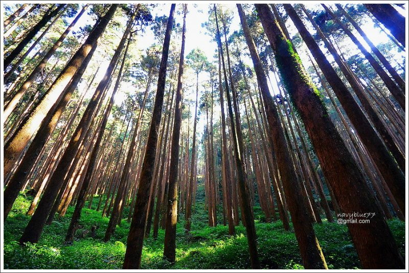 二萬坪山-樹抱石巨木 (38).JPG