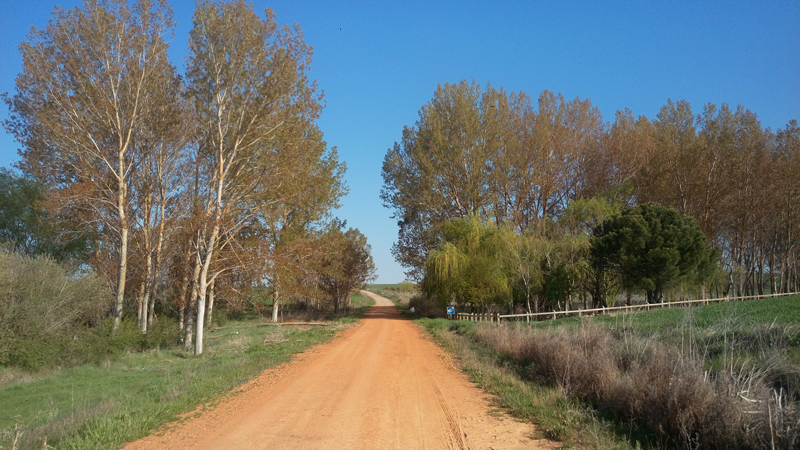 法國之路（D19）Bercianos del Real Camino－Mansilla de las Mulas