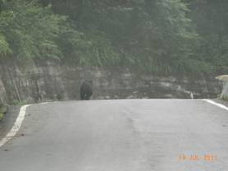 一隻台灣黑熊去年七月間在台東縣產業道路的身影（攝影者：黃信菖）