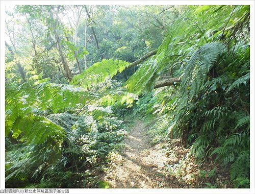 炮子崙古道 (25).JPG - 炮子崙古道