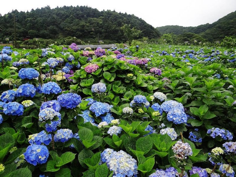 竹子湖繡球花水尾巴拉卡步道 (31).jpg