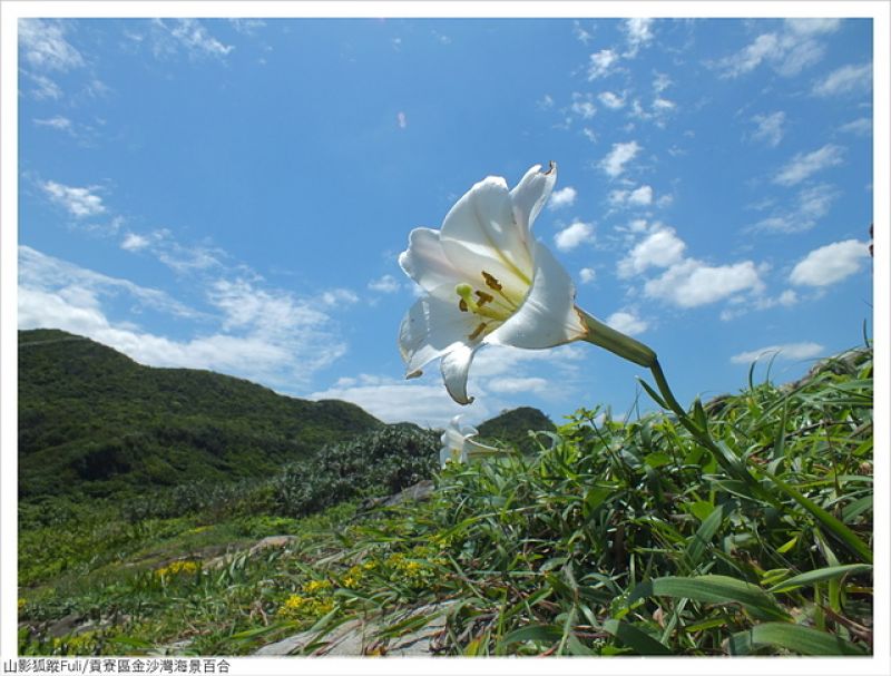 海景百合花 (3).JPG - 金沙灣海景百合