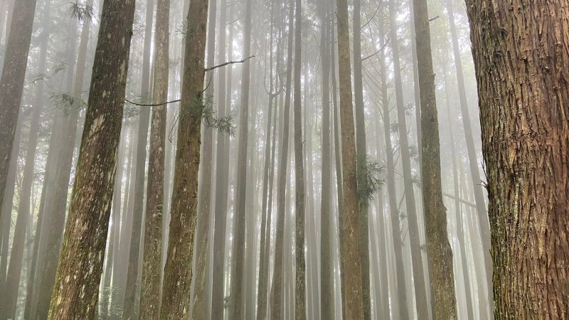 阿里山，水山步道