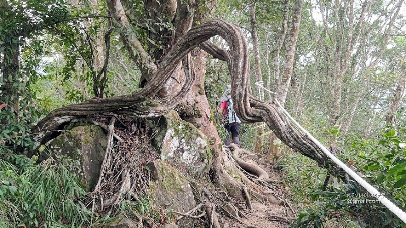 卓蘭大克山 (43).jpg