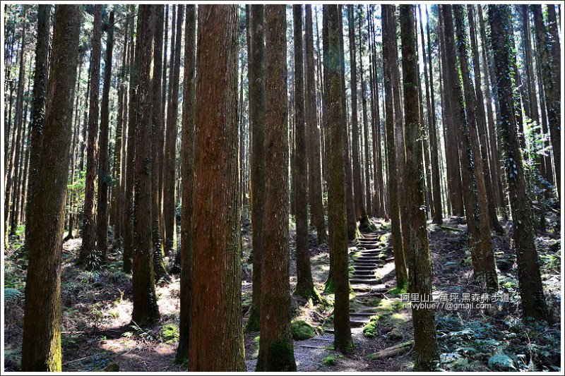 二萬坪黑森林步道