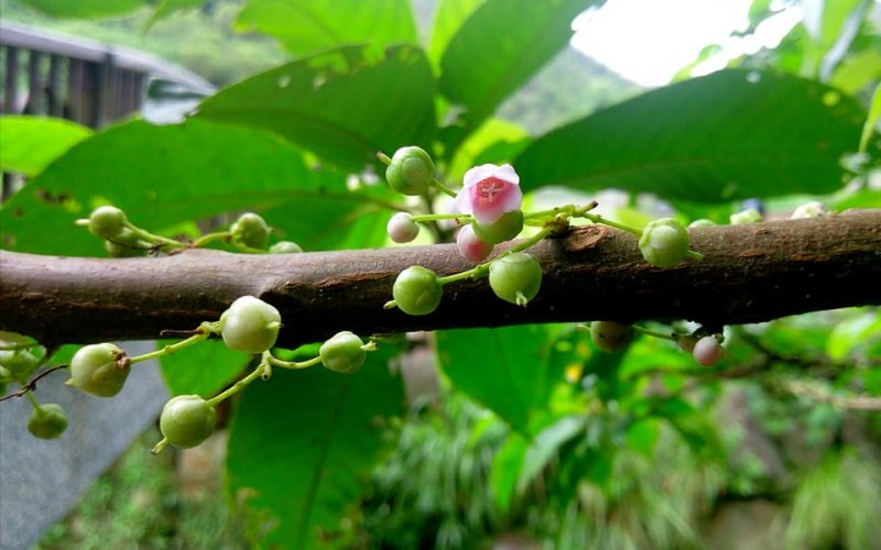 植物 水家三兄弟 水同木 水冬瓜 台灣水金京 健行筆記