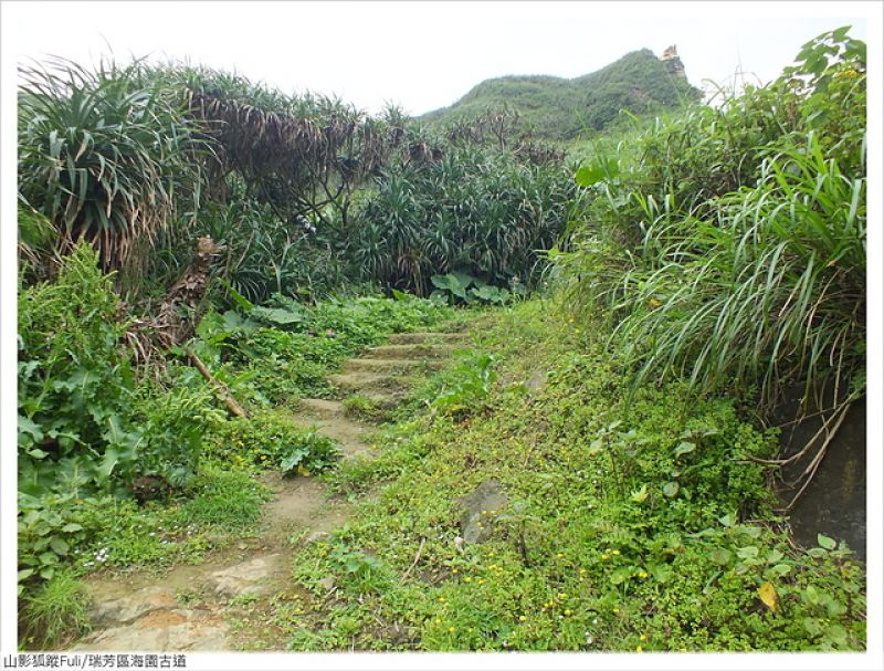 海園古道 (5).JPG - 海園古道蝶影翩翩