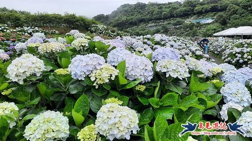 新北市 高家繡球花田萬里園區 全台最美繡球花海步道 健行筆記