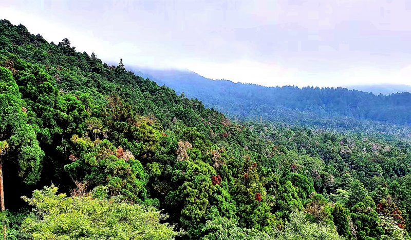 【小百岳】台中鐵砧山,桂花泉登山步道,溪頭自然教育園區,天空走廊,妖怪村