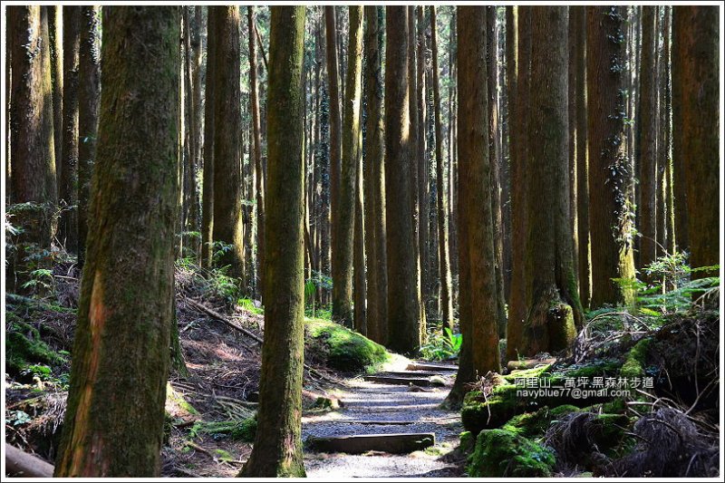 二萬坪黑森林步道