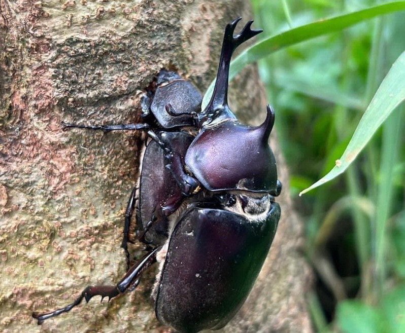 昆蟲 每棵樹都有 雲林大埔社區獨角仙大軍壓境遊客近距離觀賞嗨翻 健行筆記