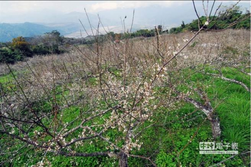 台東巒山村的梅花目前僅開約5成，預計下周才會完全綻放。（莊哲權攝）