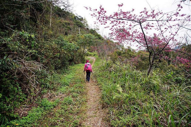 古道旁少許山櫻花綻放