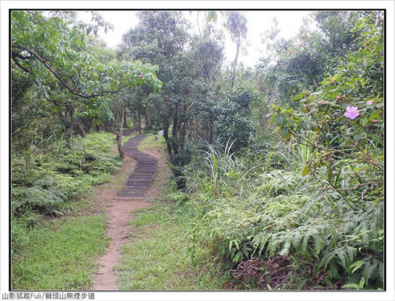 獅頭山無菸步道 (20).jpg - 獅頭山野牡丹