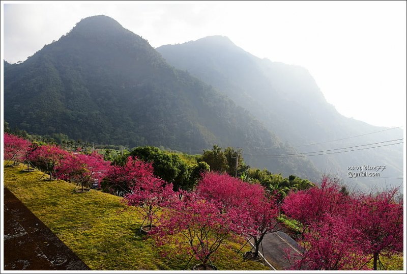 阿里山公路賞櫻 (25).JPG