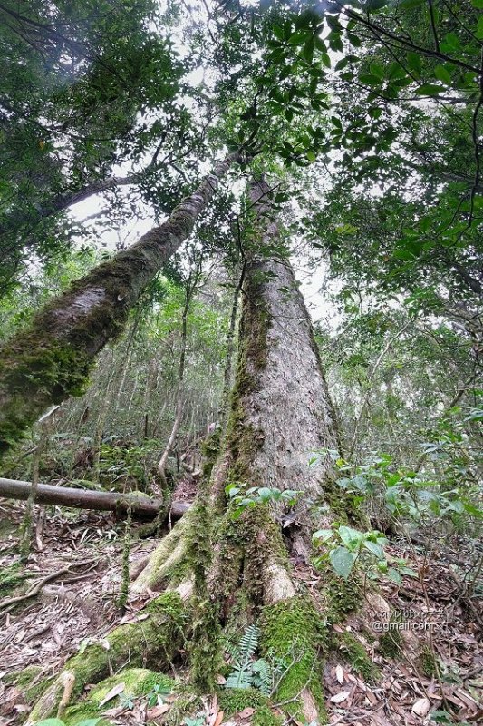 沙蓮山橫嶺山 (77).jpg