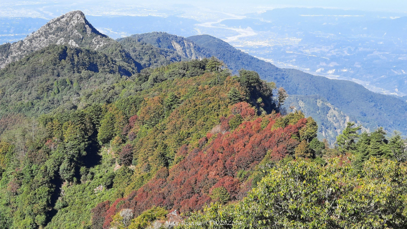 《台中》秋紅約定|鳶嘴稍來山步道賞台灣紅榨槭2021