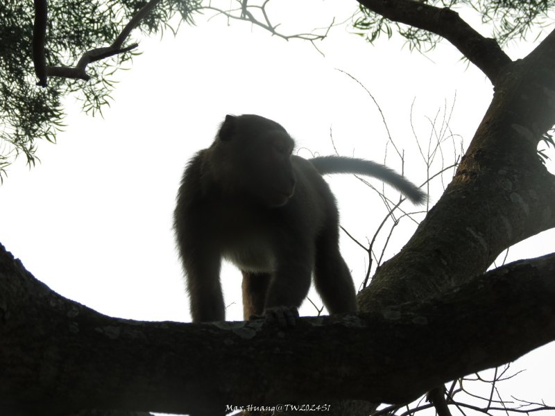 《雲林》坪頂猴族｜龍過脈森林步道