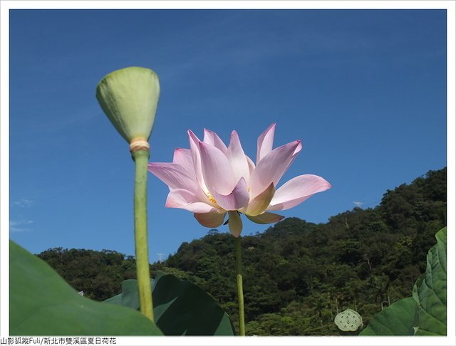 夏日荷花 (62).JPG - 夏日荷花