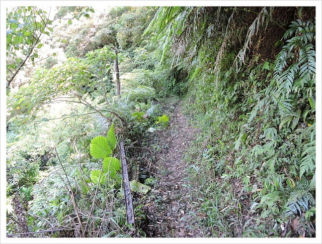 幼坑越嶺古道 (26).JPG - 幼坑越嶺古道