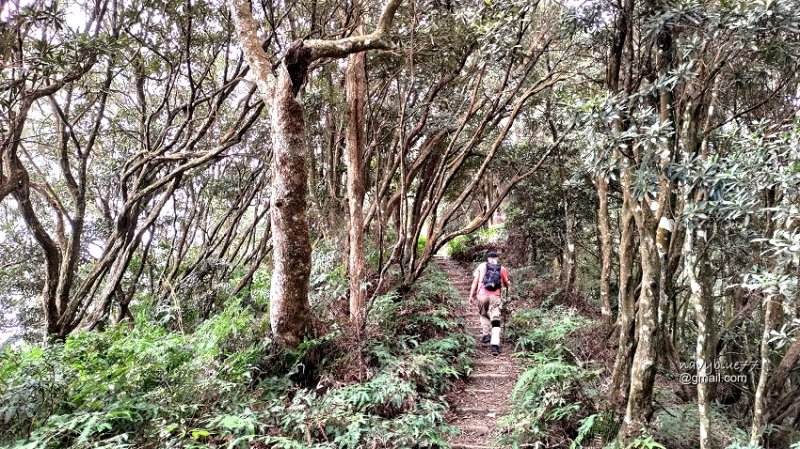 沙蓮山橫嶺山 (28).jpg