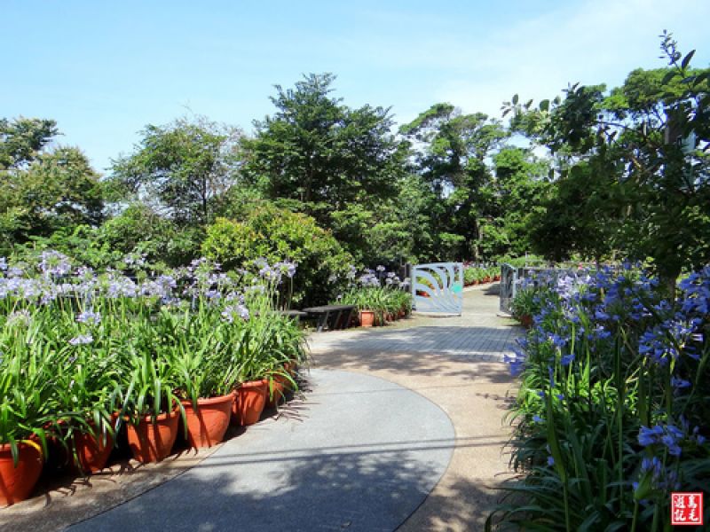 台北市 內雙溪藥用植物園 愛情花季 健行筆記