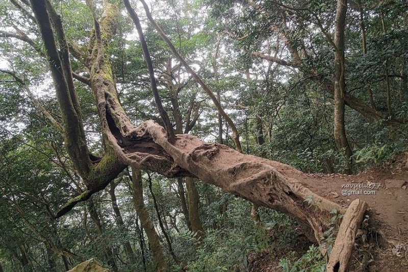 北得拉曼內鳥嘴山 (4).jpg