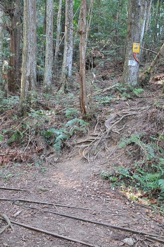 加里山步道-伐木鐵道