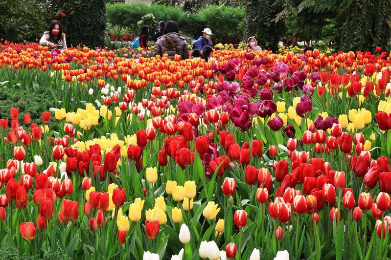 賞花 杉林溪鬱金香13萬株大爆發南投縣賞花持續盛開到3月 健行筆記