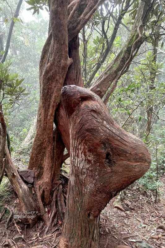 沙蓮山橫嶺山 (82).jpg