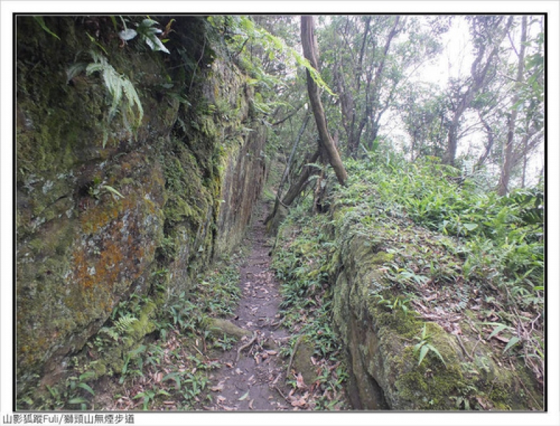 獅頭山無菸步道 (28).jpg - 獅頭山野牡丹