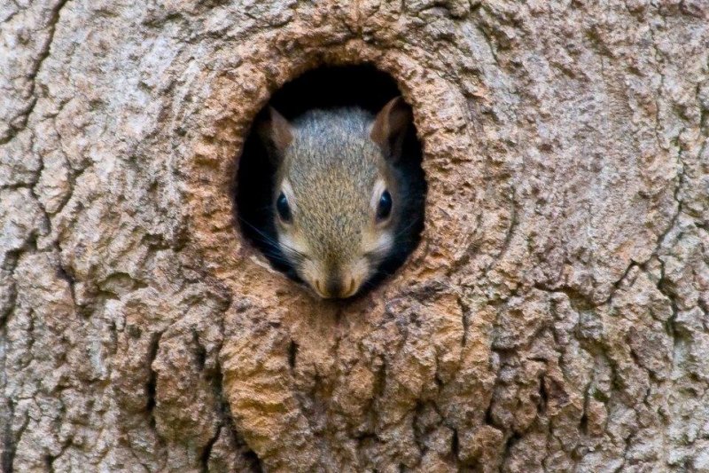 rsz_squirrel-in-tree-1