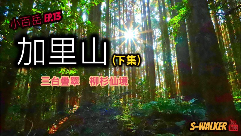 S小百岳|苗栗|加里山(下集)|三台疊翠柳杉仙境|南庄鄉