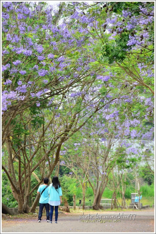 盧厝堤防藍花楹30.jpg