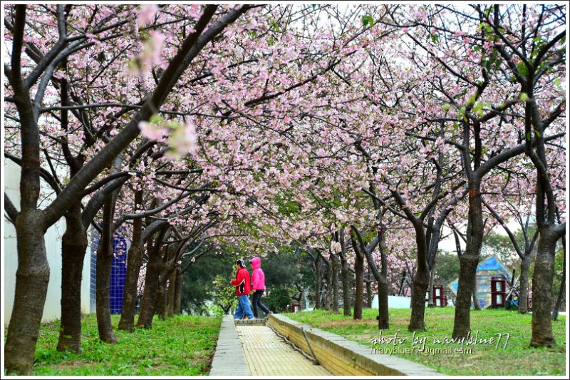 新竹麗池公園賞櫻03.jpg