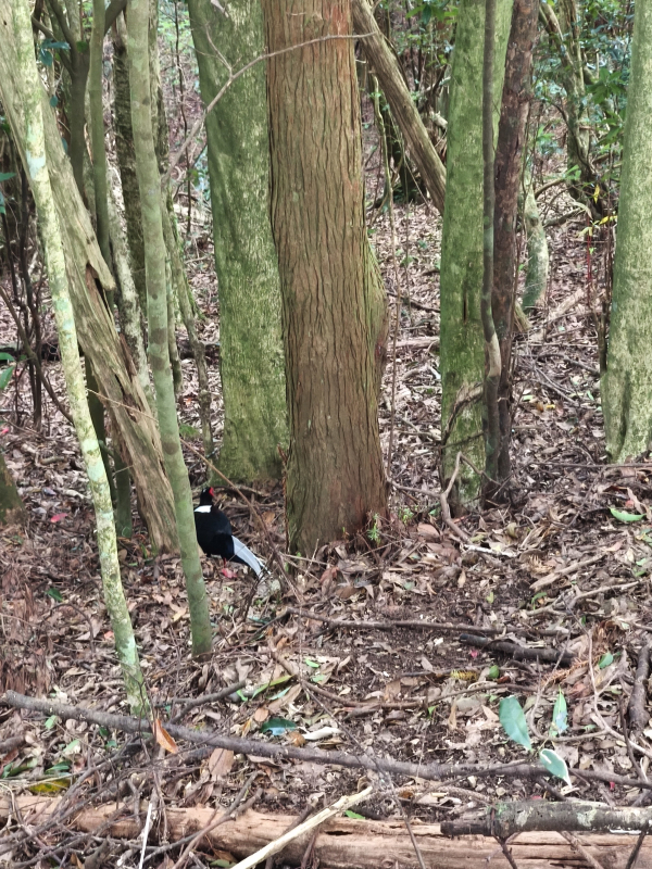 加里山-杜鵑嶺-大坪支線鐵道-遇上藍腹鷴