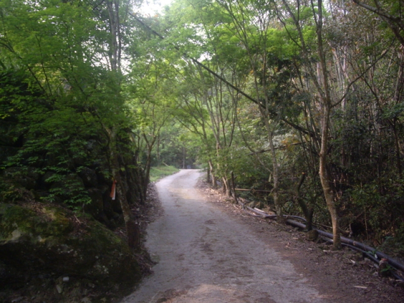 IMGP9094.JPG - 苗栗泰安冬瓜山步道