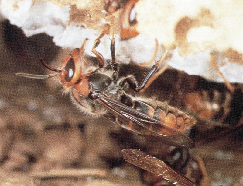 書摘】《與虎頭蜂共舞》-臺灣的七種虎頭蜂- 健行筆記