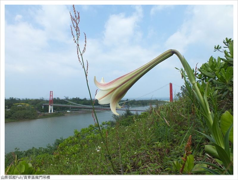 龍門吊橋 (40).JPG - 龍門吊橋百合花