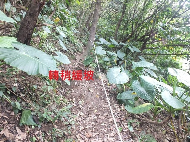 基隆山稜 (13).JPG - 基隆山稜