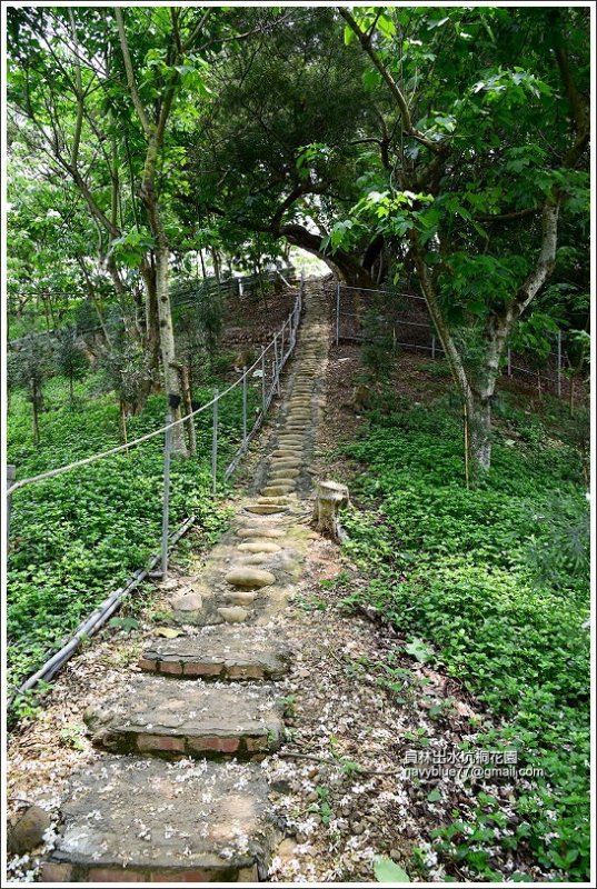 員林出水坑桐花園 (15).JPG