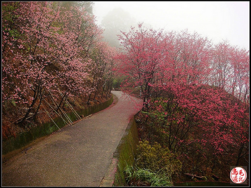 碧絡角環山櫻花步道 (18).jpg