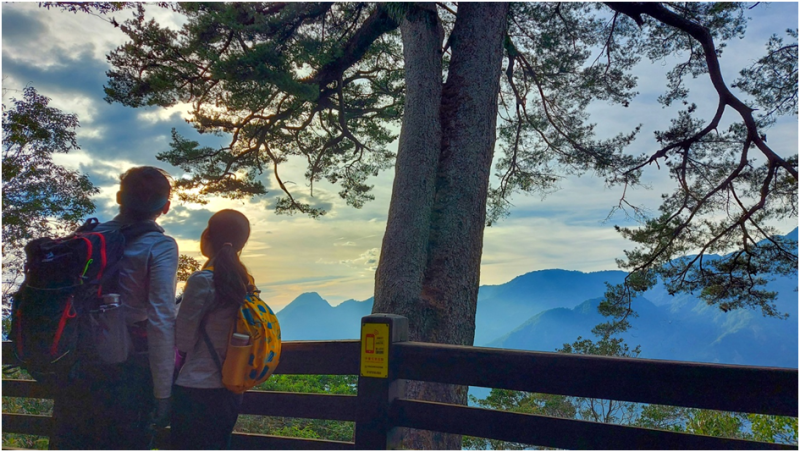 【馬崙山】松樹媽媽登山口-谷關七雄老二-最美林相~號稱有五星級林相的登山步道。
