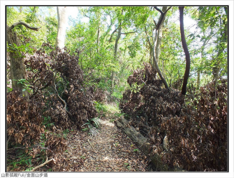 剪刀石山、金面山 (3).jpg - 剪刀石山、金面山