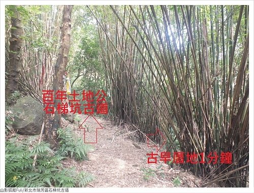 石梯坑古道 (58).JPG - 石梯坑古道