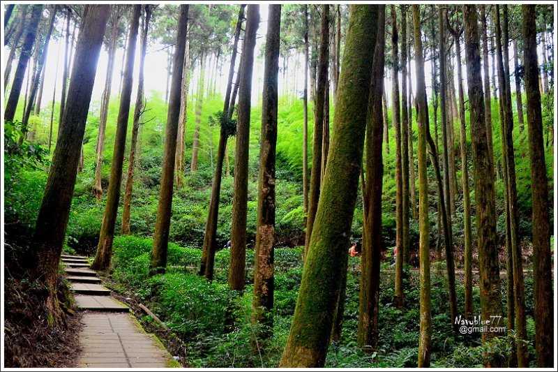 石壁木馬古道-五元二角-雲嶺之丘