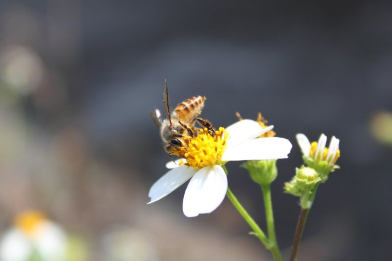 外來植物大花咸豐草遍佈在城市環境，也成了蜂類的食物來源。Photo credit: sclereid0309 via flickr  (CC BY-NC-ND 2.0)